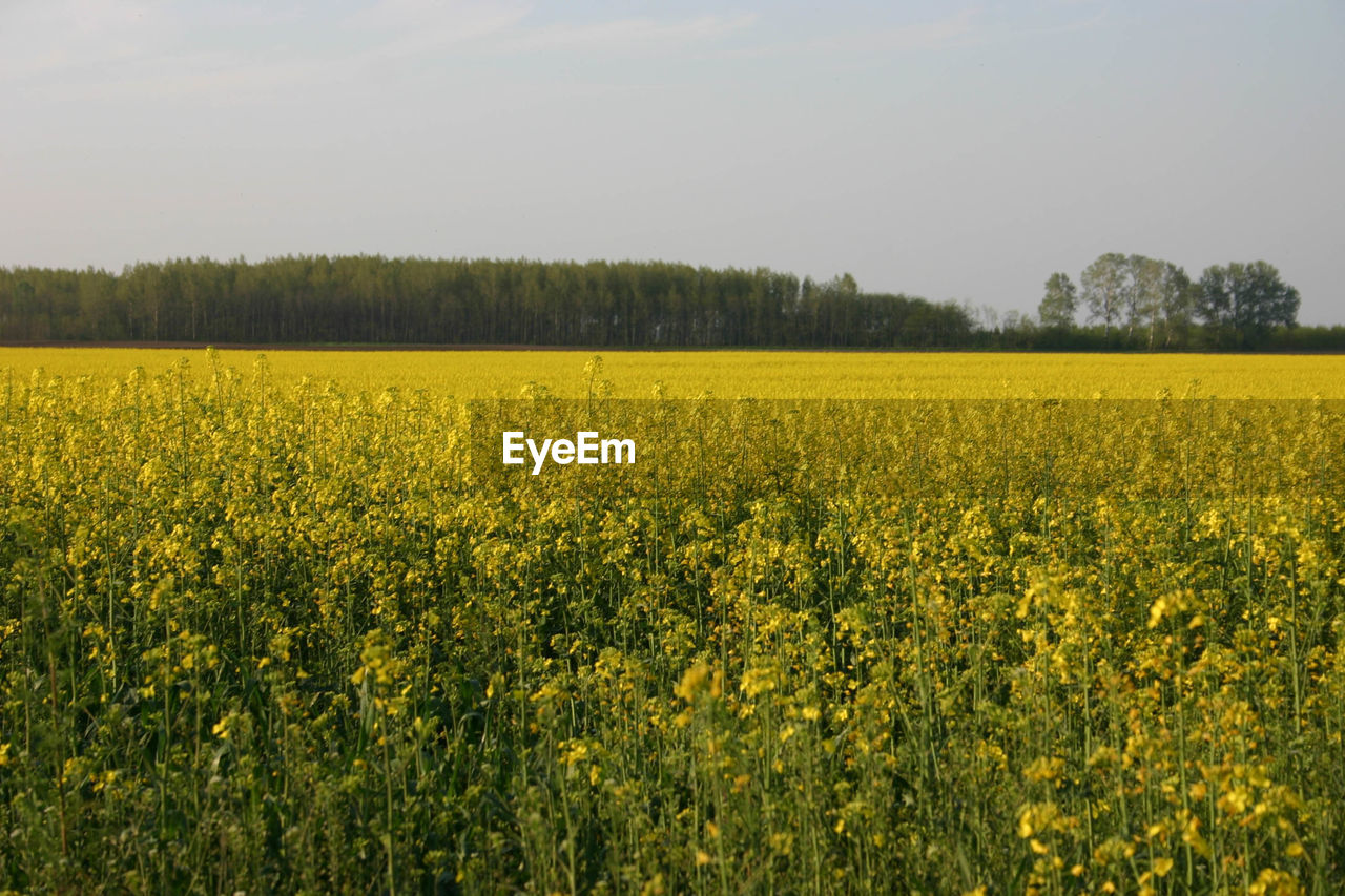 Scenic view of oilseed rape field against sky