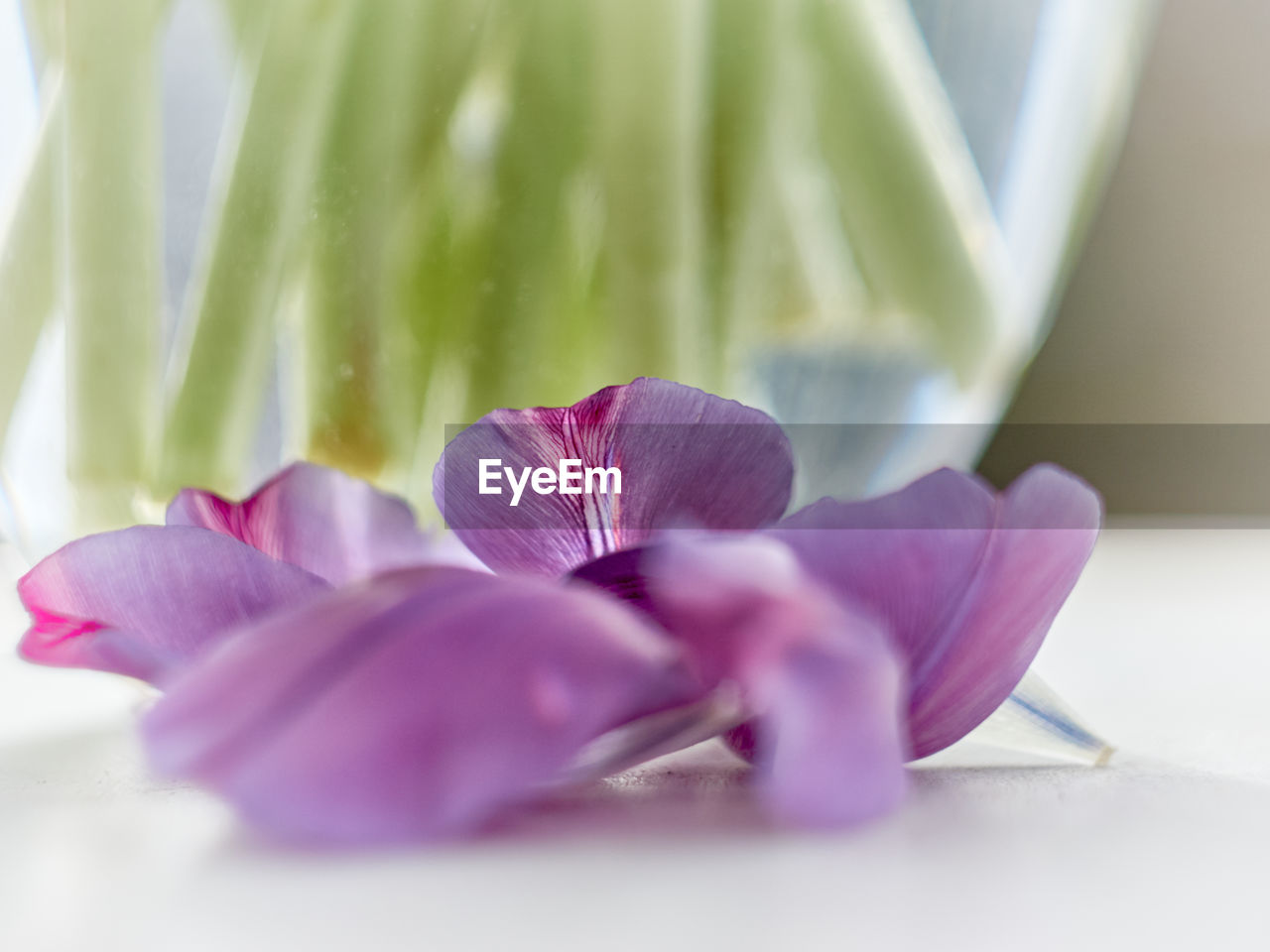 CLOSE-UP OF PINK TULIP FLOWER IN VASE