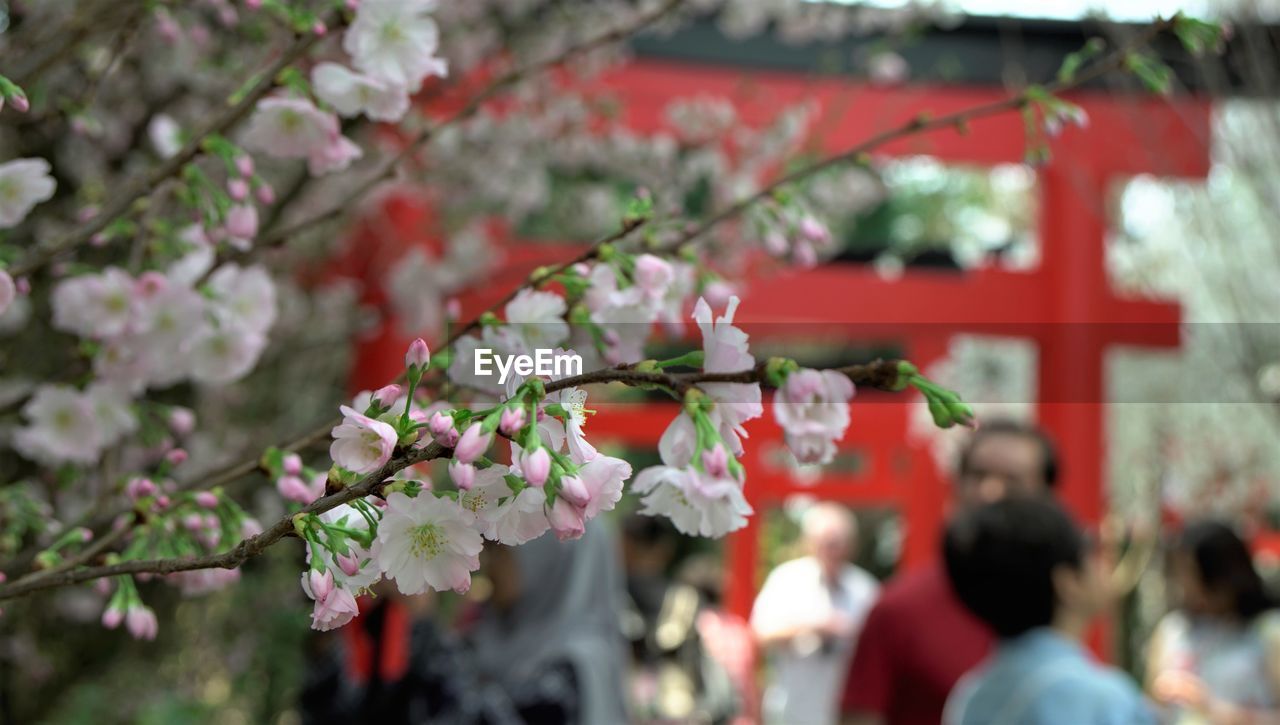CLOSE-UP OF RED CHERRY BLOSSOM TREE