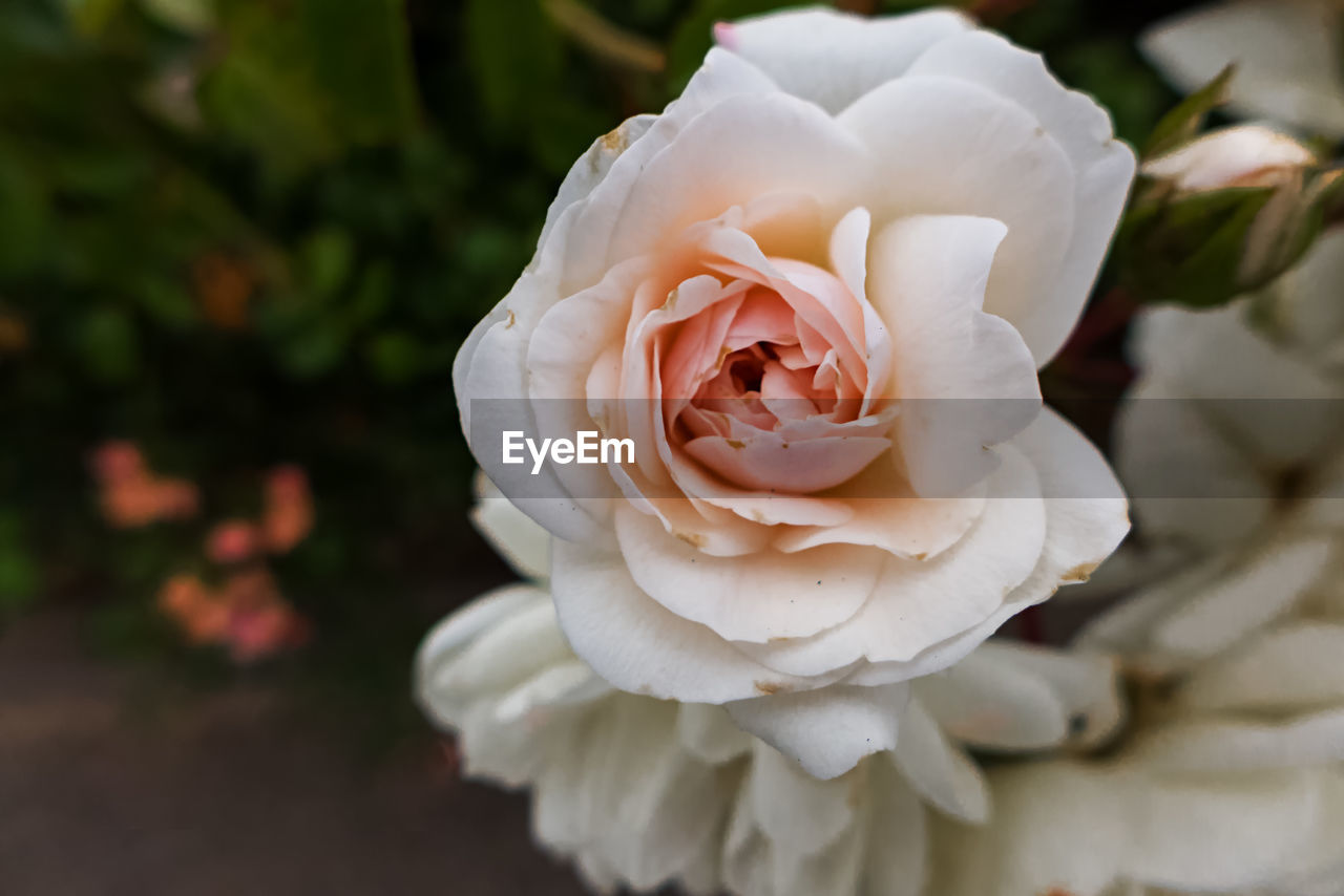 Close-up of white rose blooming outdoors