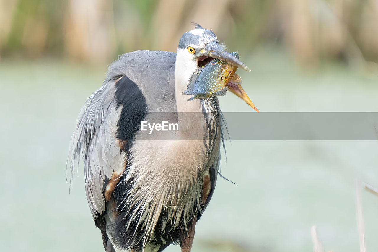 Great blue heron catches a fish while perched on a tree limb in the wetlands on a sunny day