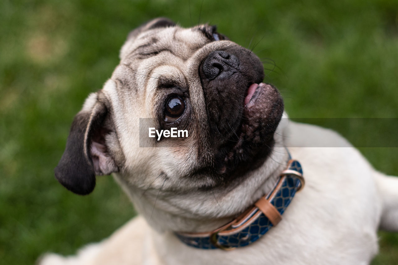 Close-up of dog looking away