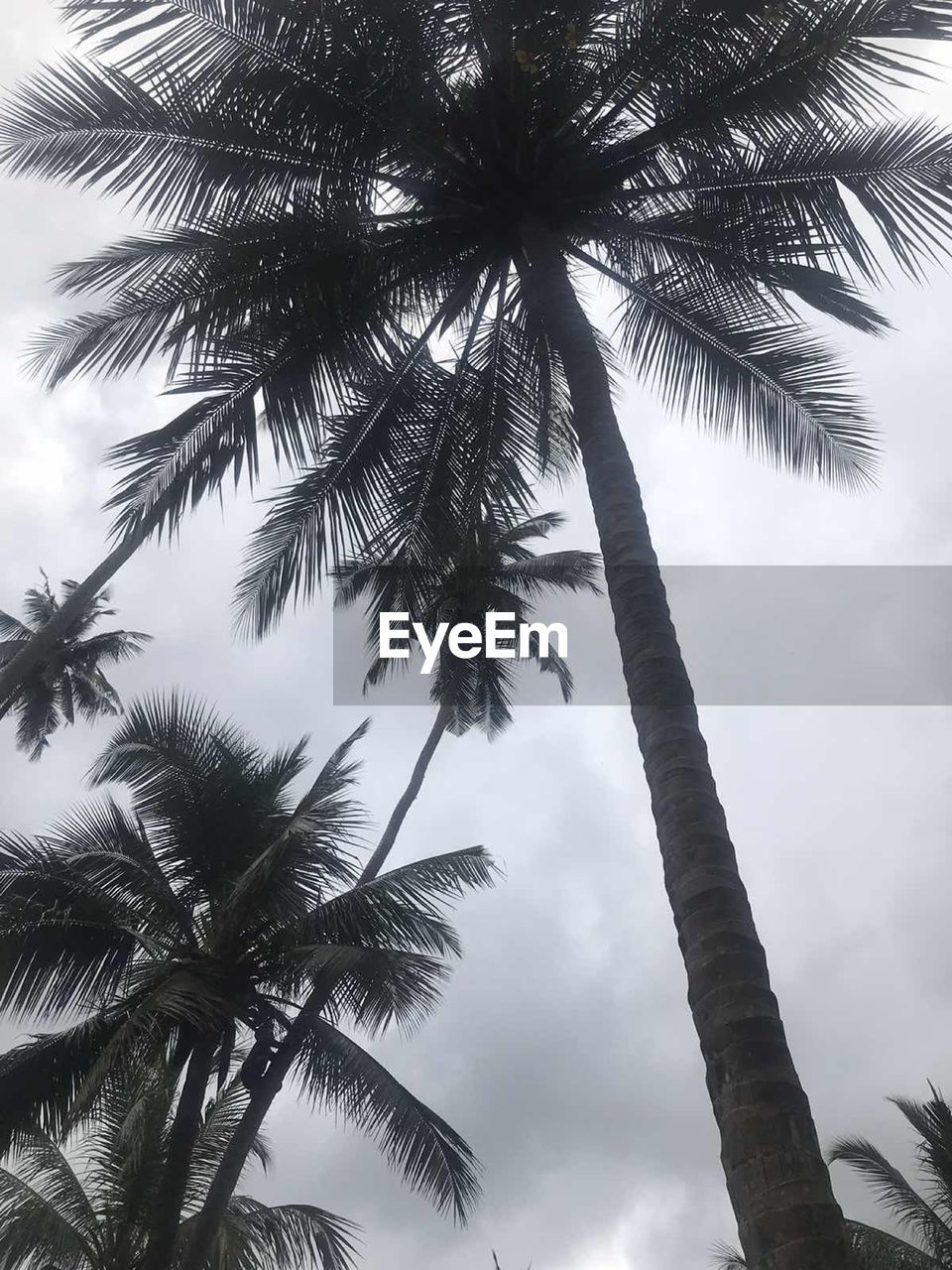 LOW ANGLE VIEW OF COCONUT PALM TREE AGAINST SKY