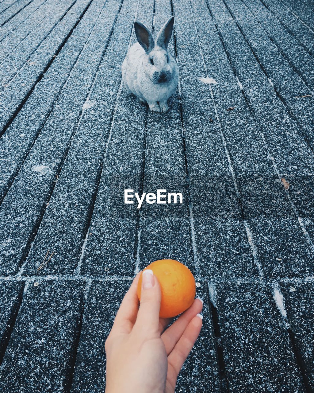 Person feeding rabbit