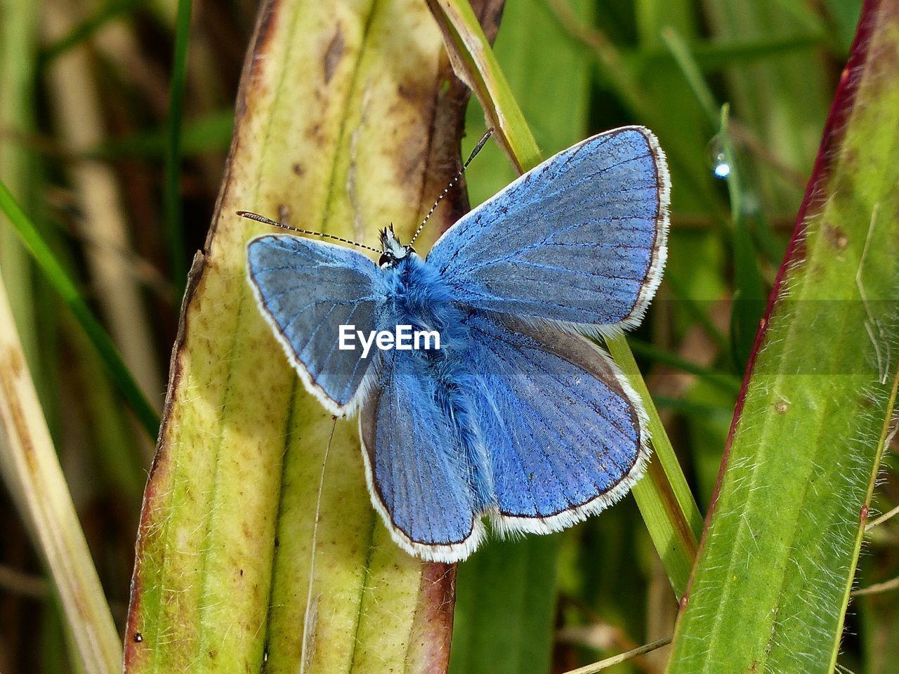 Close-up of butterfly on leaf