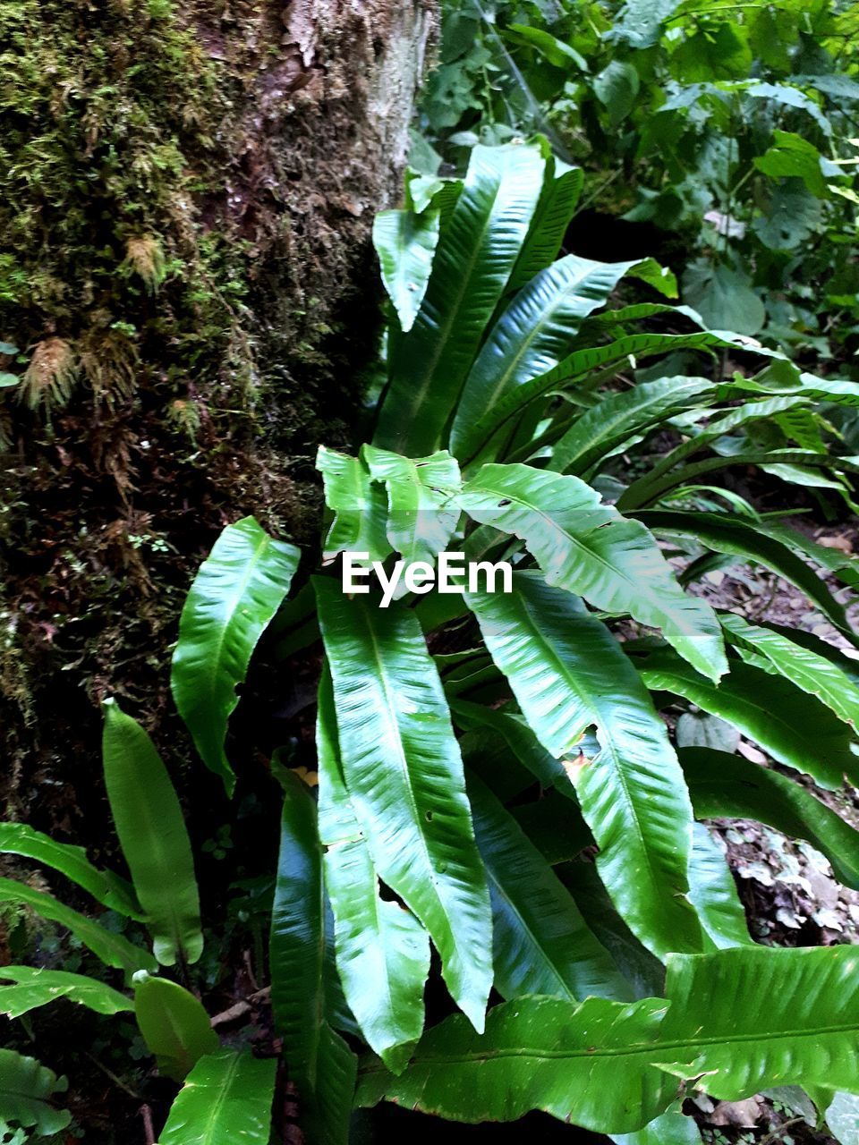 CLOSE-UP OF GREEN LEAVES ON TREE