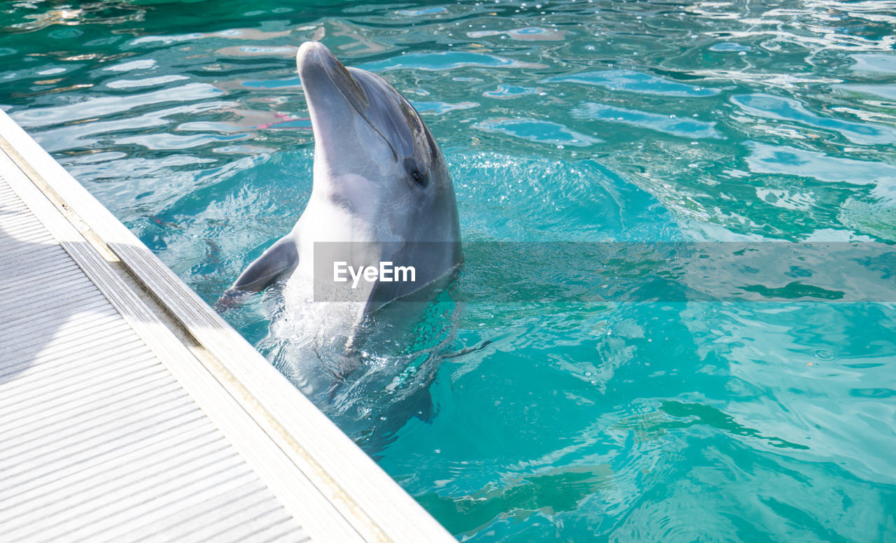 High angle view of dolphin in swimming pool