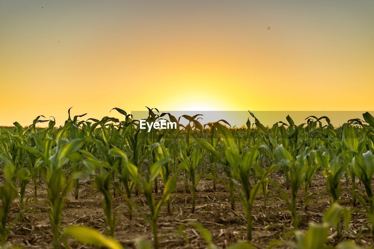 Crops growing on field against clear sky at sunset