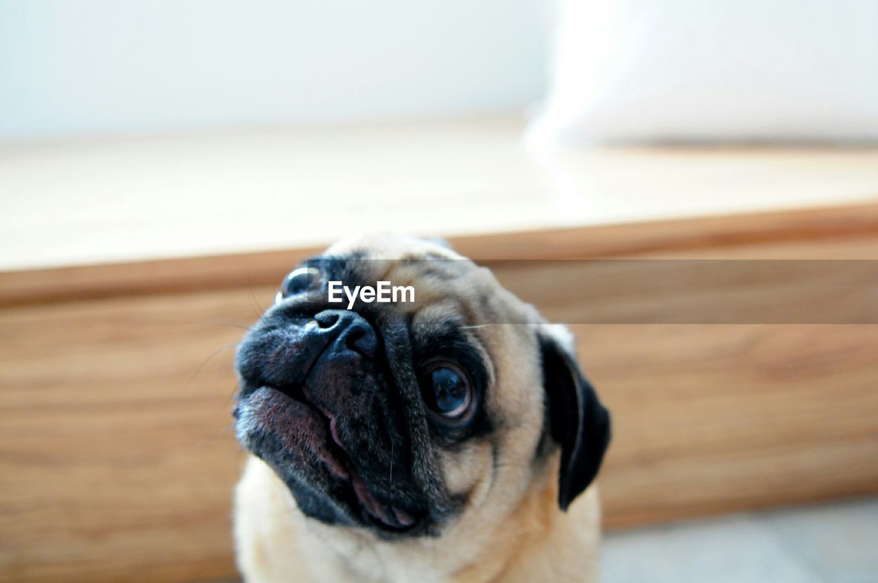 High angle view of pug at home