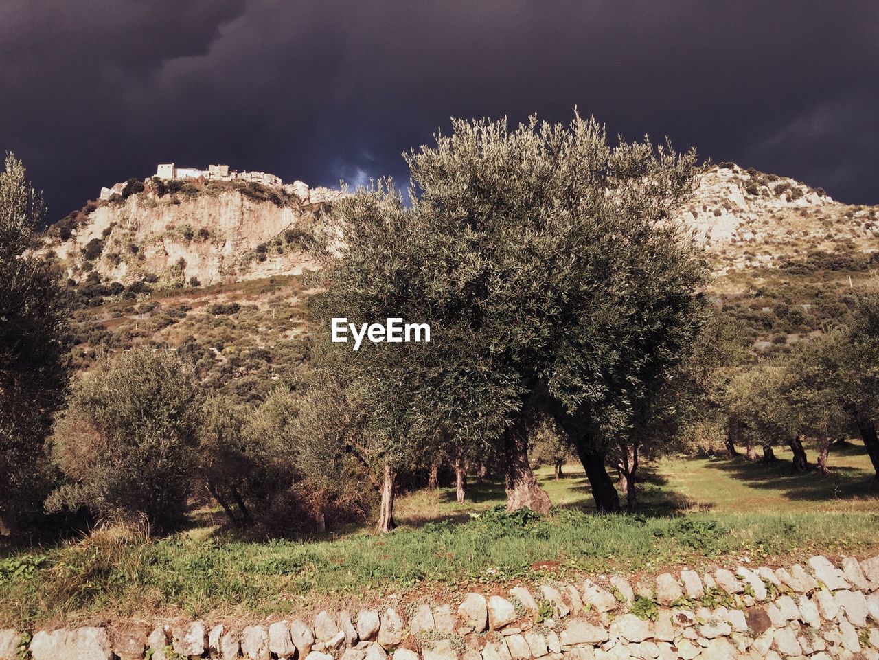 Trees on field against cloudy sky