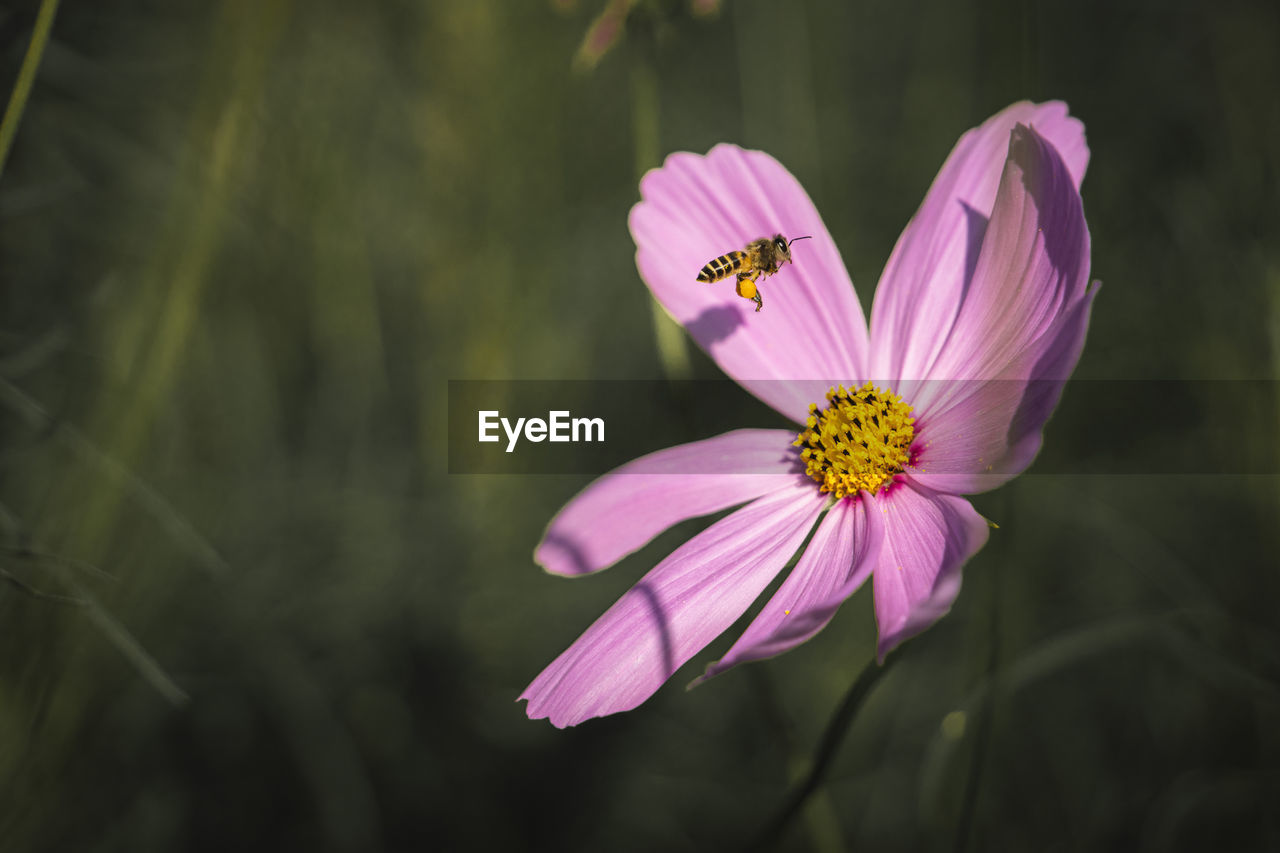 CLOSE-UP OF INSECT POLLINATING ON PINK FLOWER