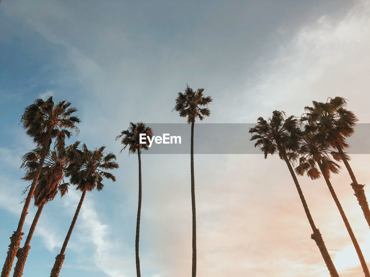 Low angle view of coconut palm trees against sky