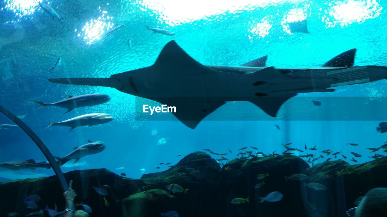 Low angle view of sawfish swimming in georgia aquarium