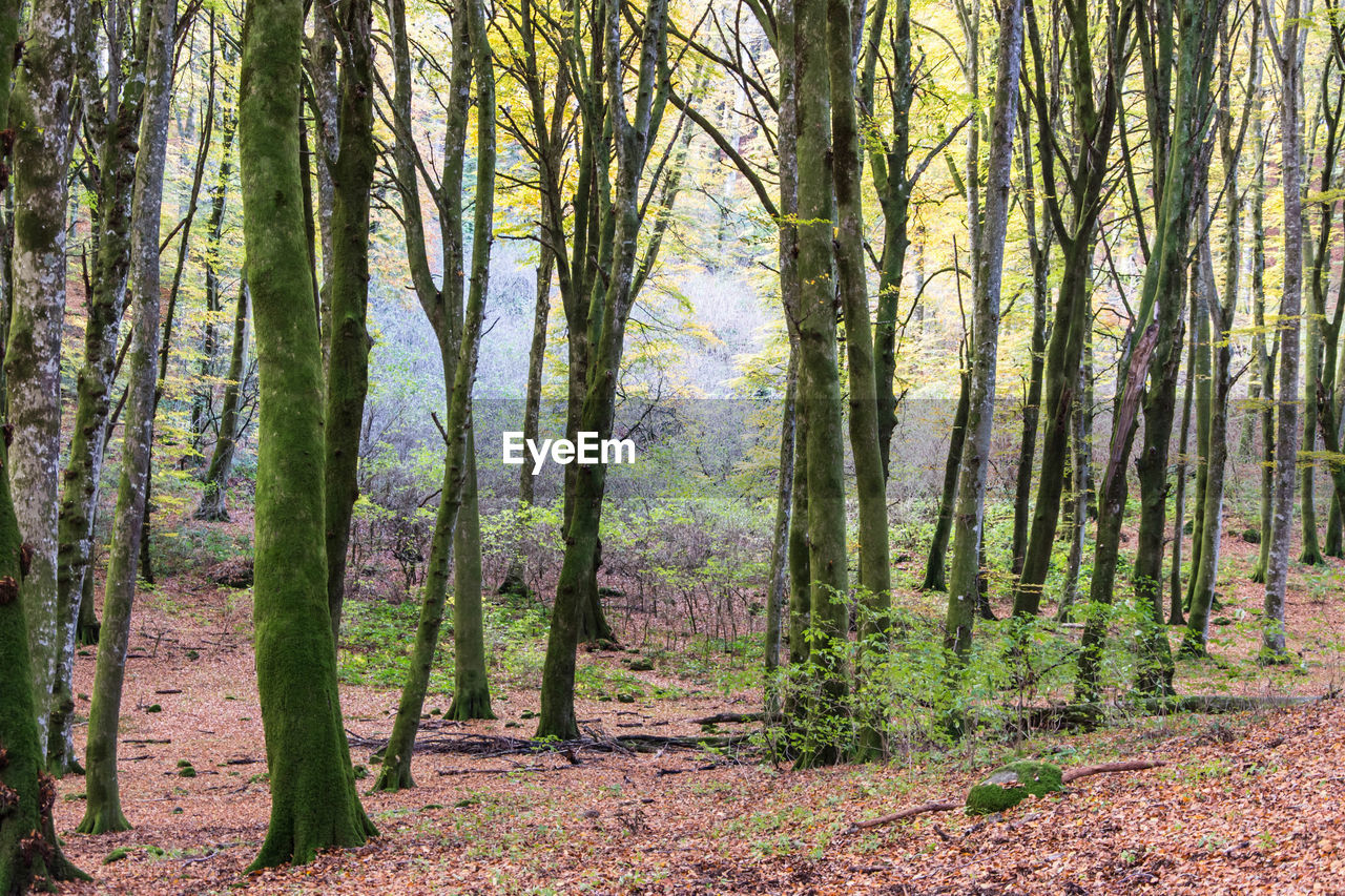 SCENIC VIEW OF TREES IN FOREST