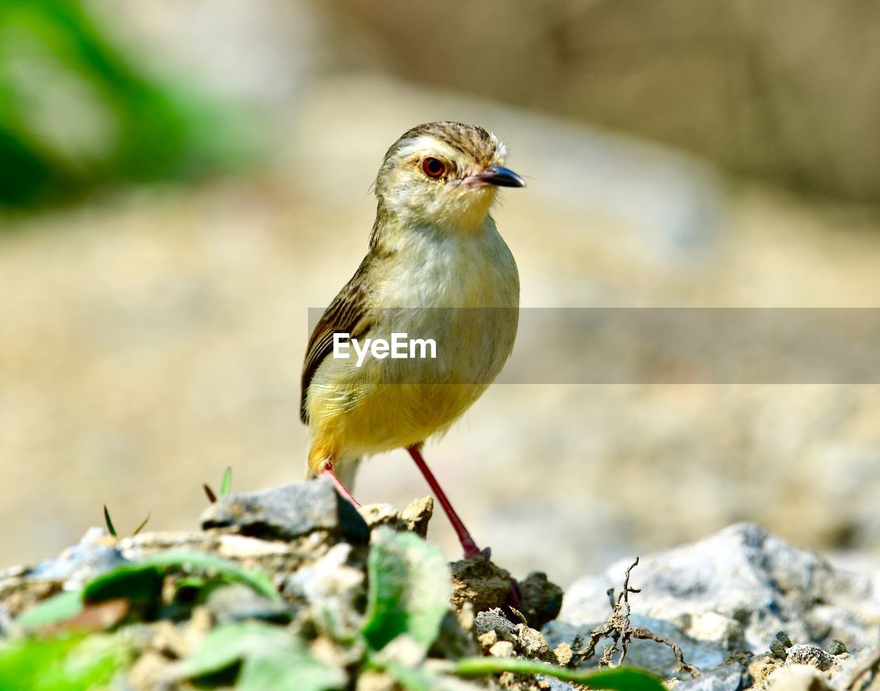 BIRD PERCHING ON ROCK