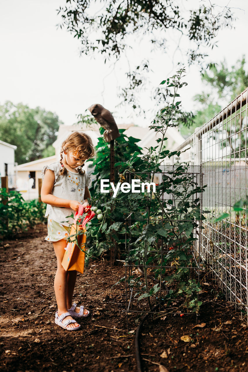 Young girl picking fresh tomatoes from back yard garden in summer