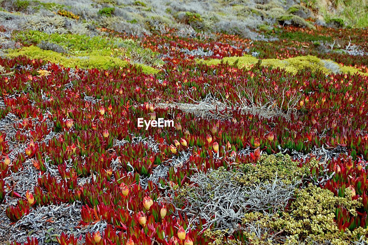 Full frame shot of red flowers in field