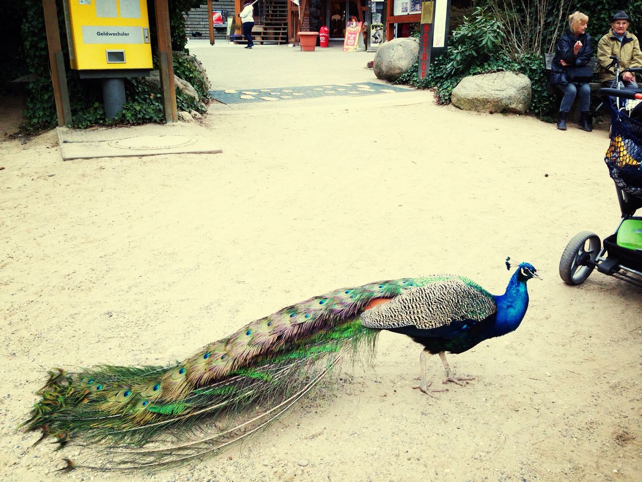 CLOSE-UP OF PEACOCK IN THE BACKGROUND