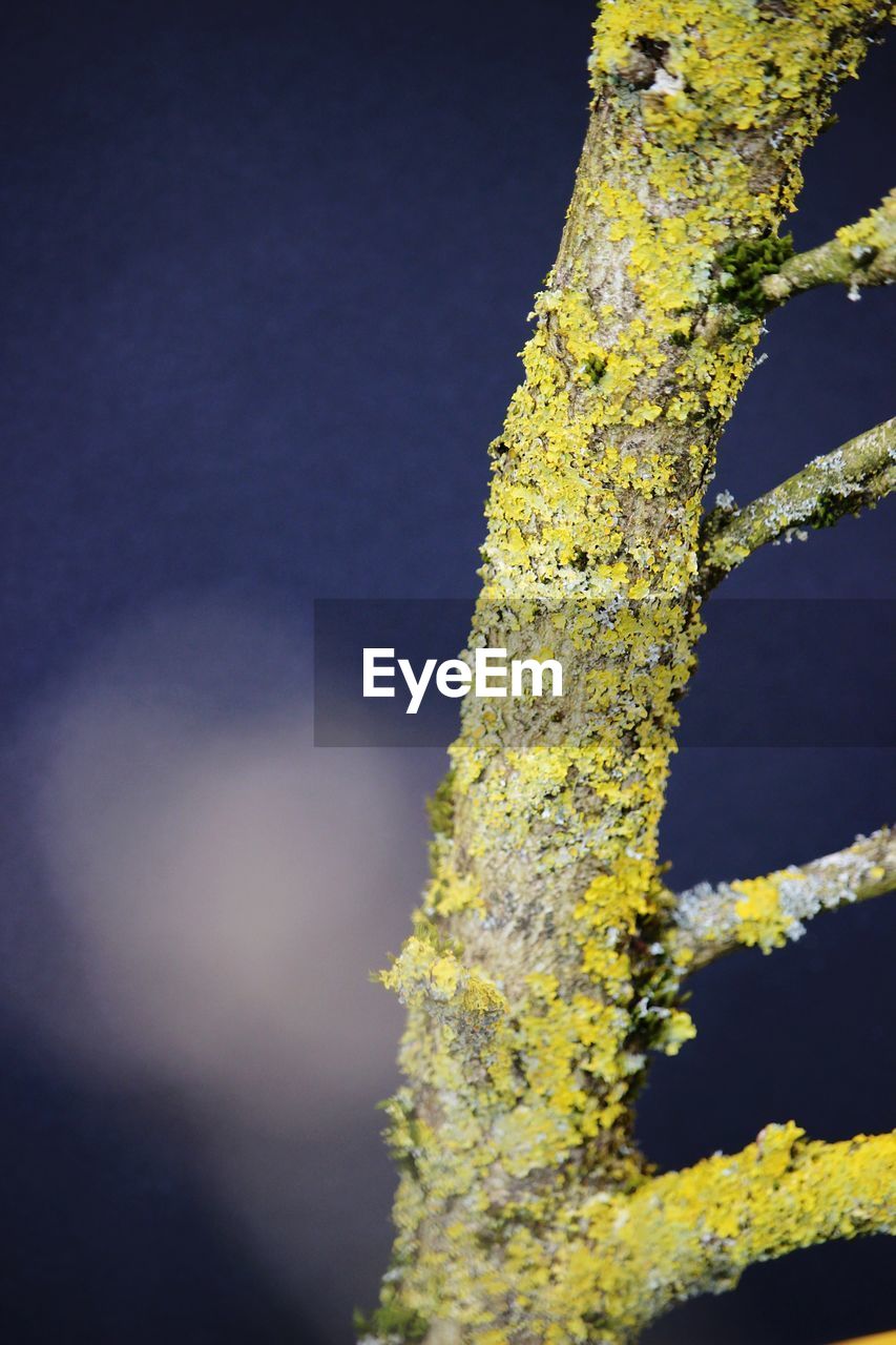 CLOSE-UP OF YELLOW TREE TRUNK AGAINST SKY