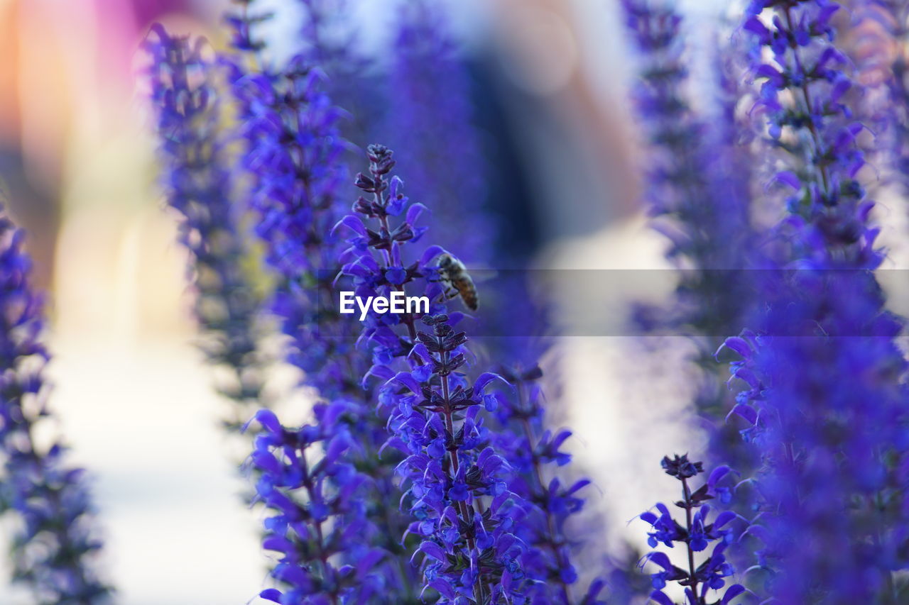 Close-up of lavender blooming outdoors