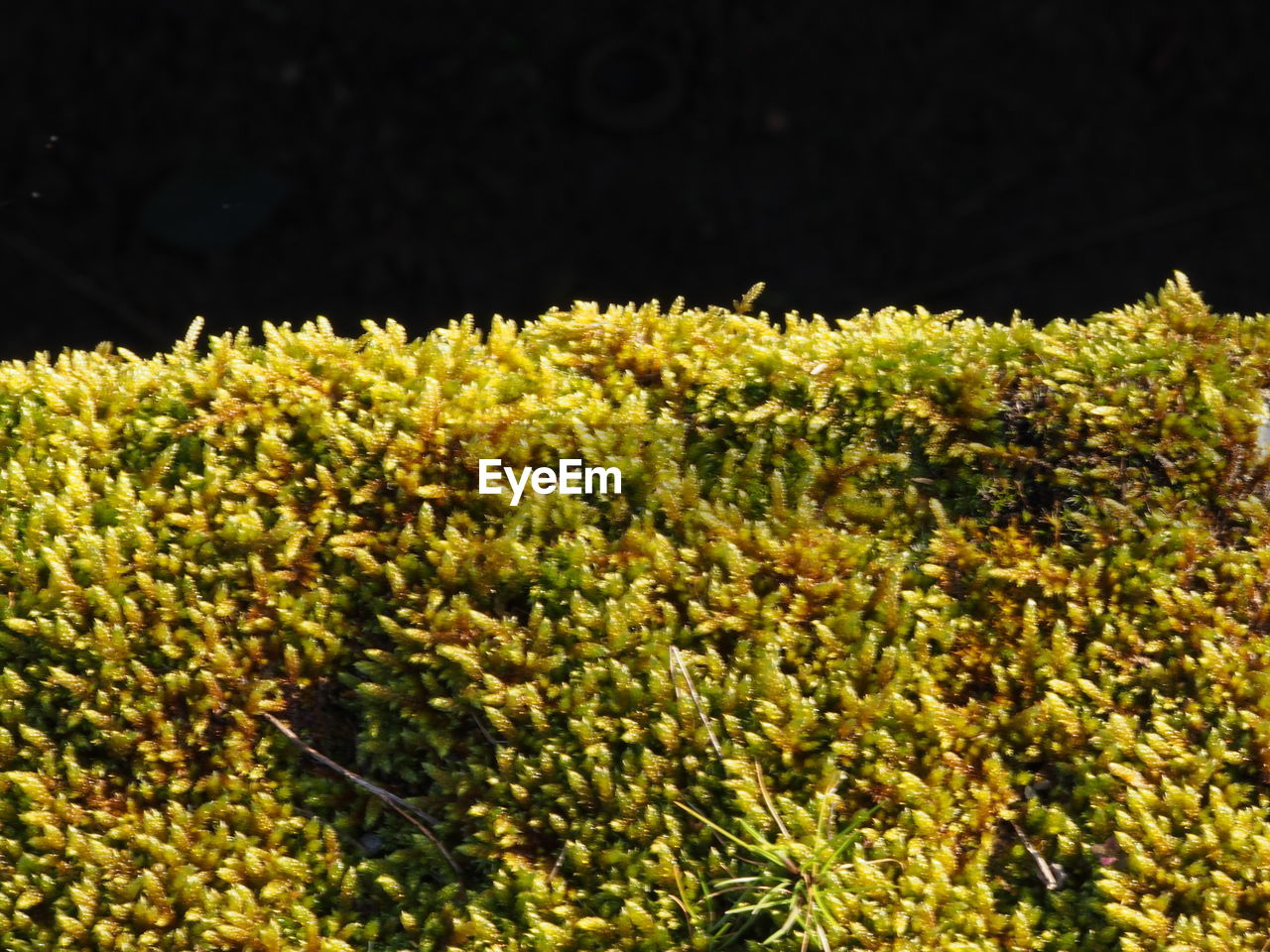 CLOSE-UP OF FLOWERS GROWING OUTDOORS