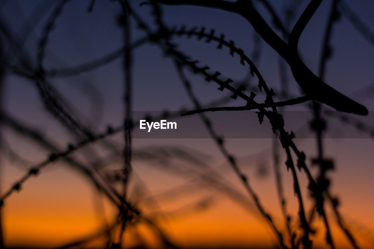 Close-up of silhouette tree against sky during sunset