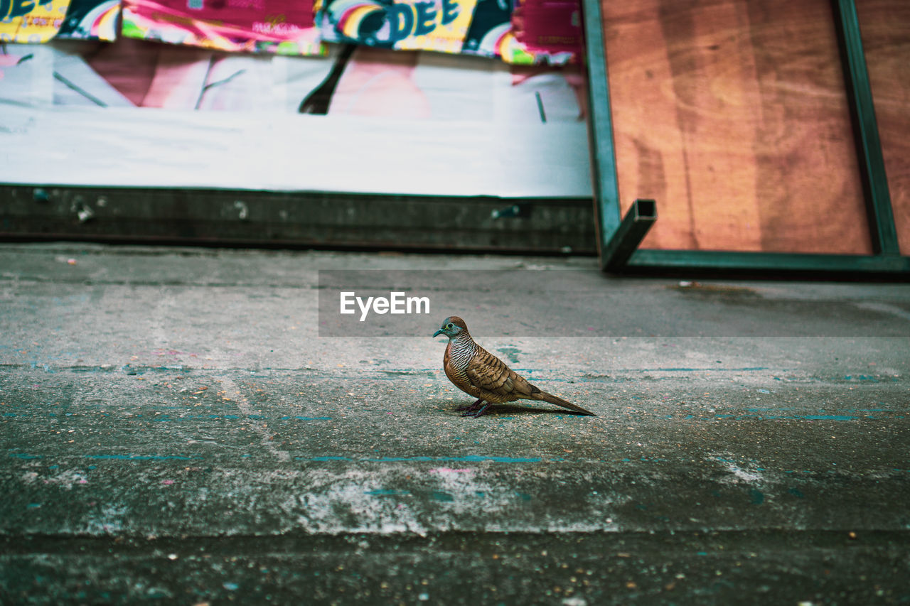 BIRD PERCHING ON A FOOTPATH