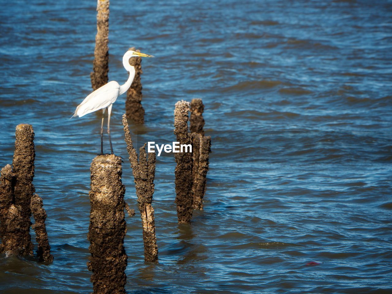 VIEW OF BIRD PERCHING ON WOODEN POST