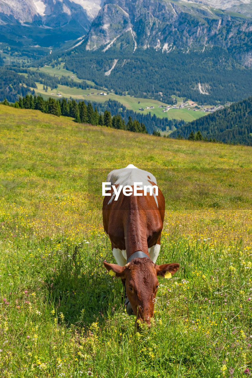 Grazing cow in a beautiful alp landscape