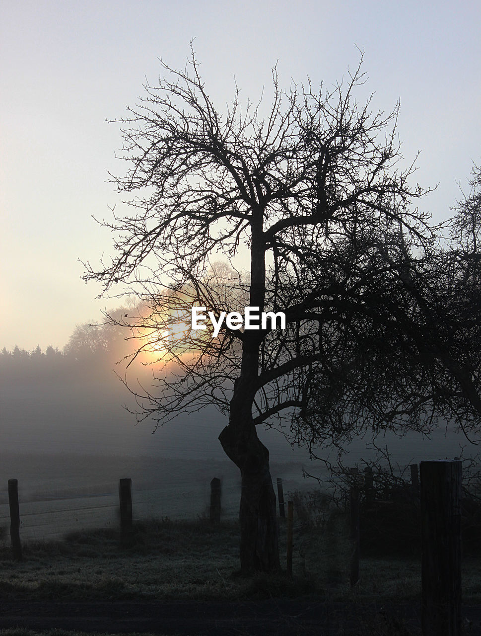 BARE TREE IN FOGGY WEATHER