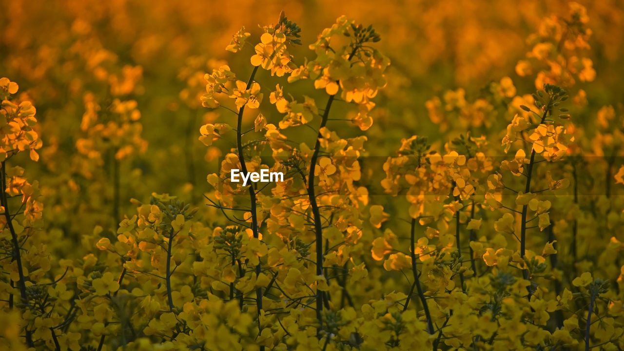 Close-up of yellow flowers