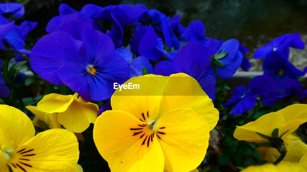 CLOSE-UP OF PURPLE FLOWERING PLANTS