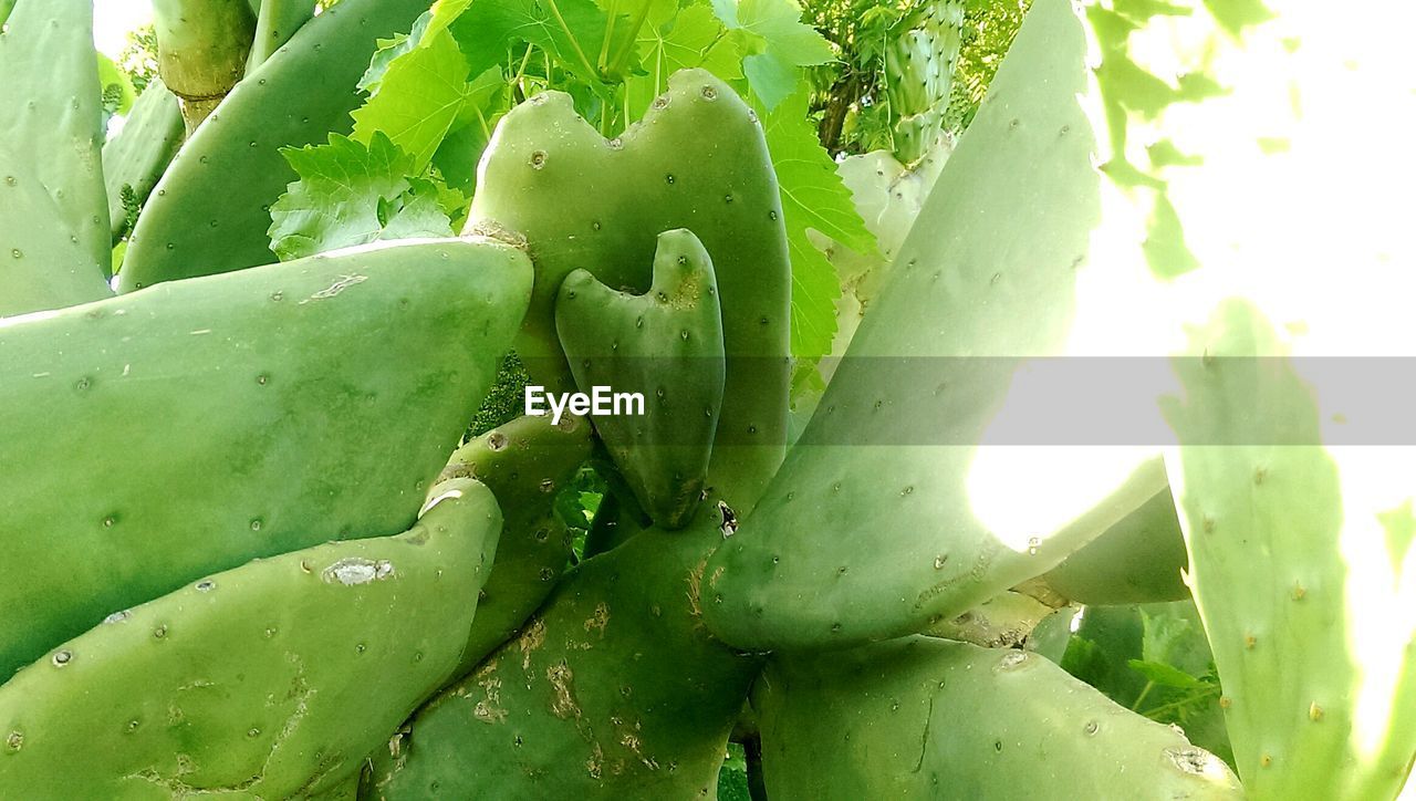 FULL FRAME SHOT OF CACTUS GROWING ON PLANT