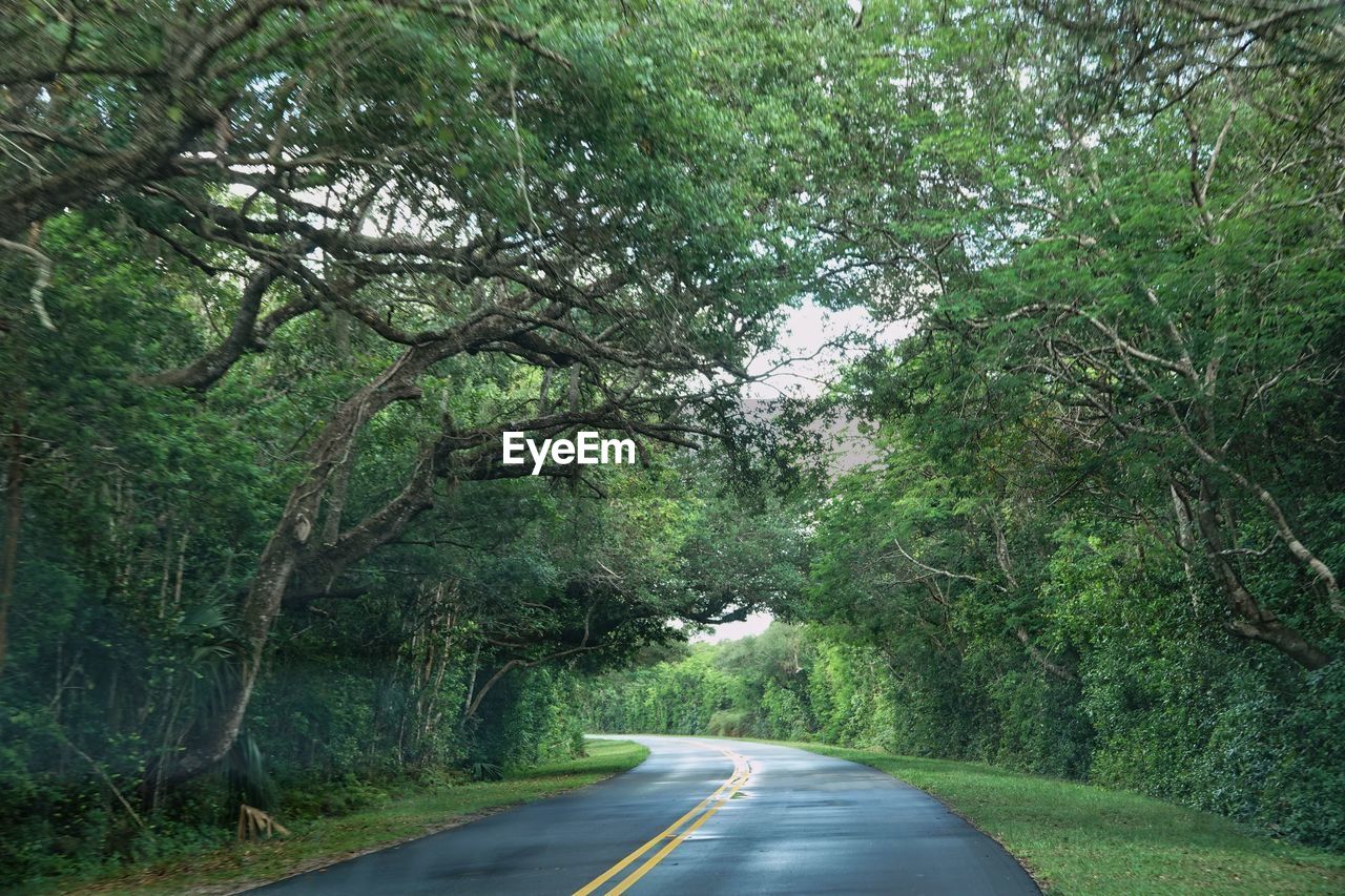 Canopied road in everglades national park, florida