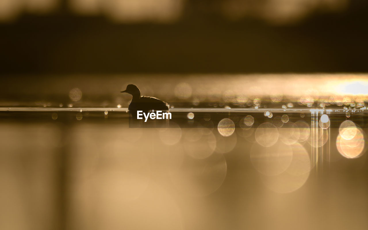 Black necked grebe in a lake at sunset