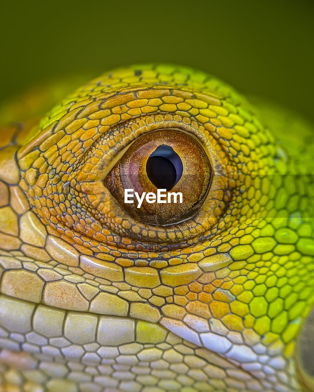 animal themes, animal, one animal, reptile, animal body part, animal wildlife, close-up, lizard, macro photography, eye, animal head, animal eye, yellow, wildlife, no people, multi colored, extreme close-up, macro, green, portrait, nature, animal scale, environment, pattern, beauty in nature, animal skin, outdoors