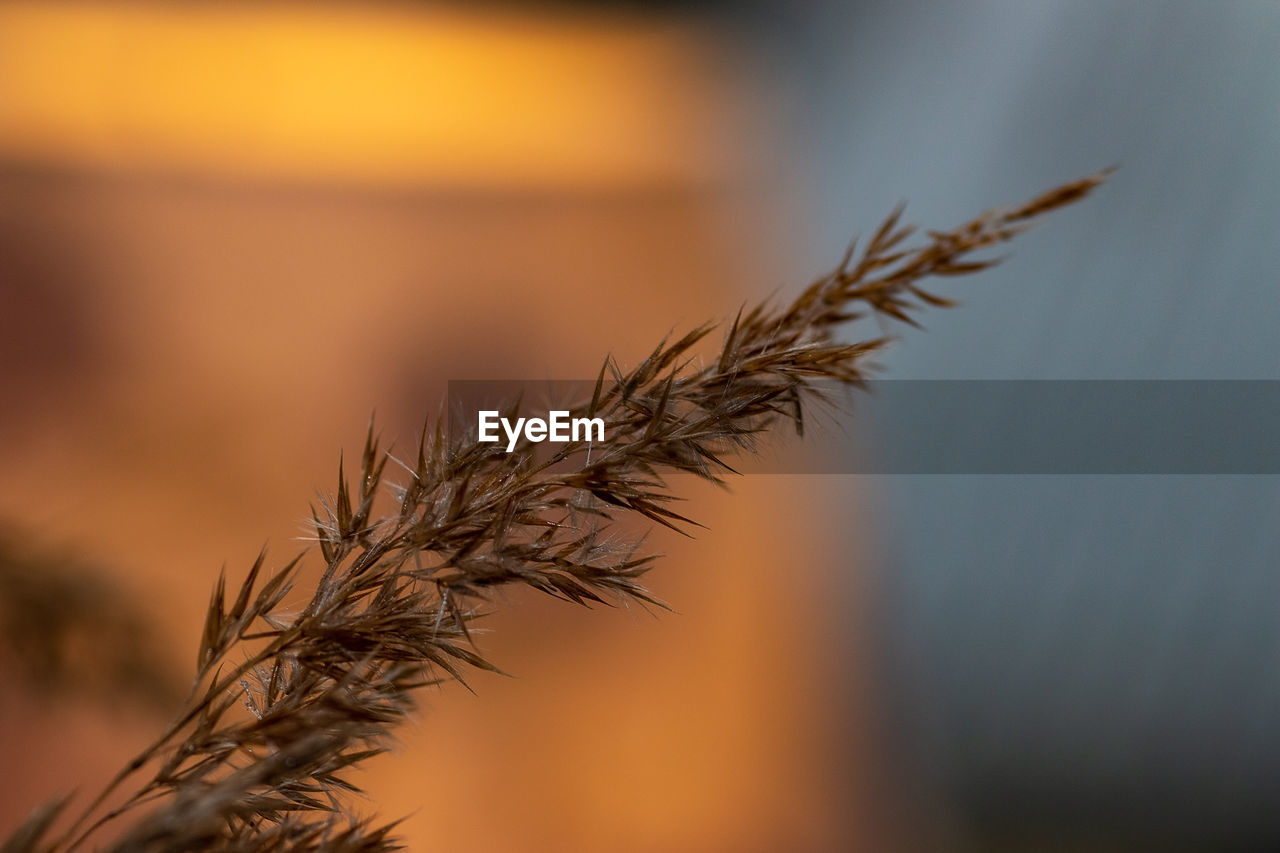 Delicate grasses against a sunny, gold-colored background with a beautiful bokeh.