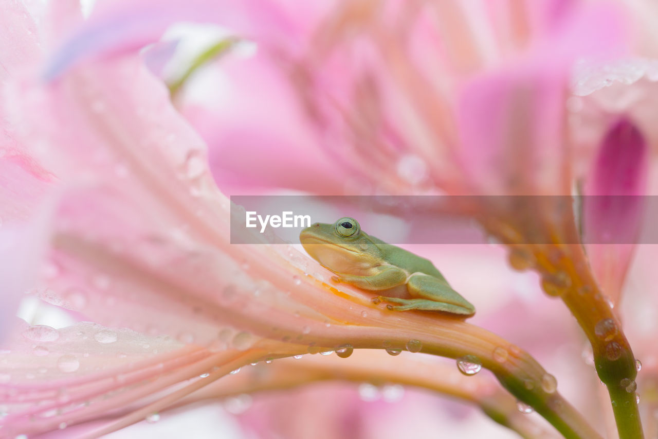 Close-up of frog on plant