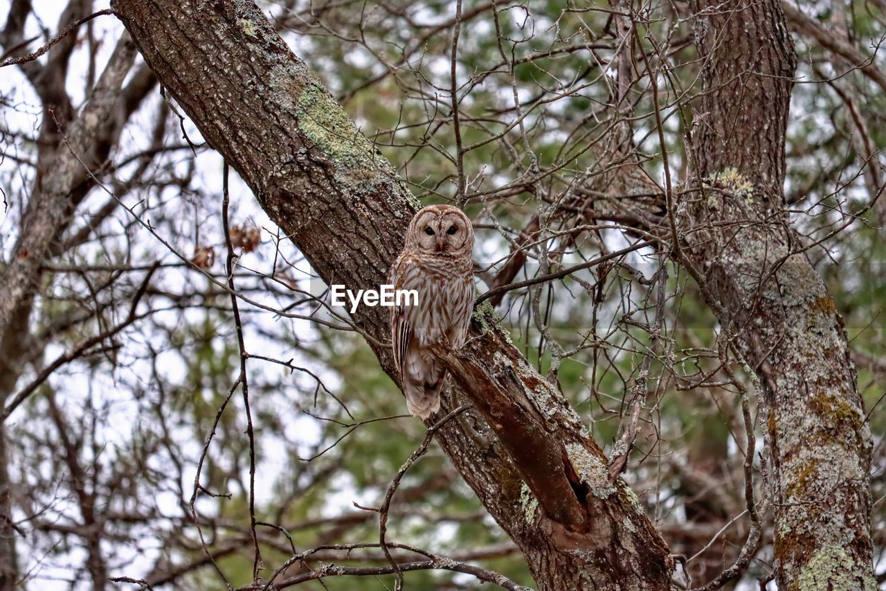 Low angle view of owl on tree