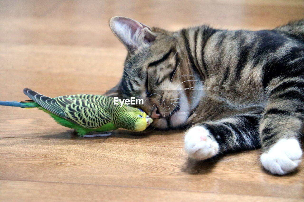 Close-up of cat lying on floor and parakeet kissing cat