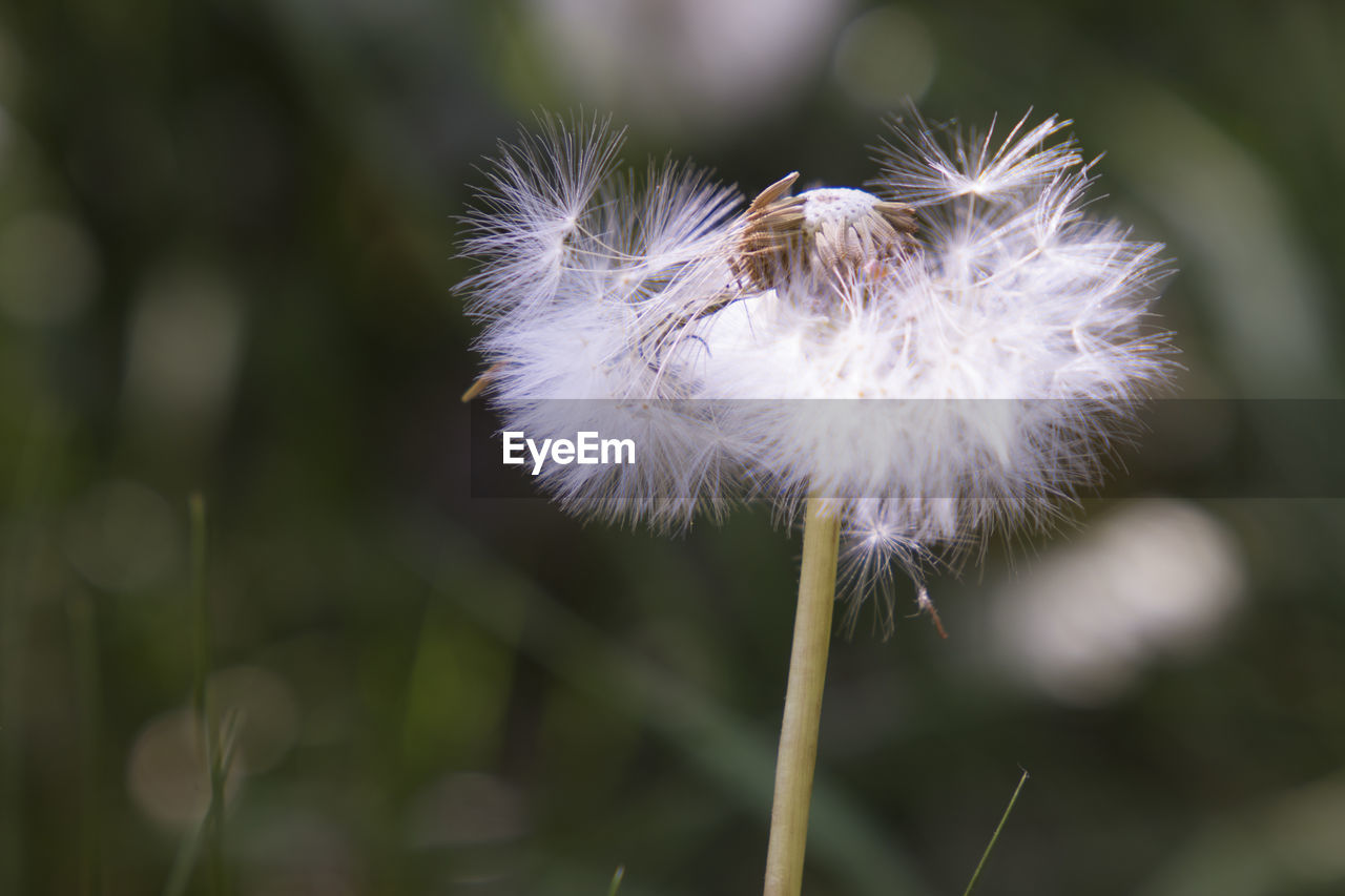 CLOSE-UP OF DANDELION FLOWERS