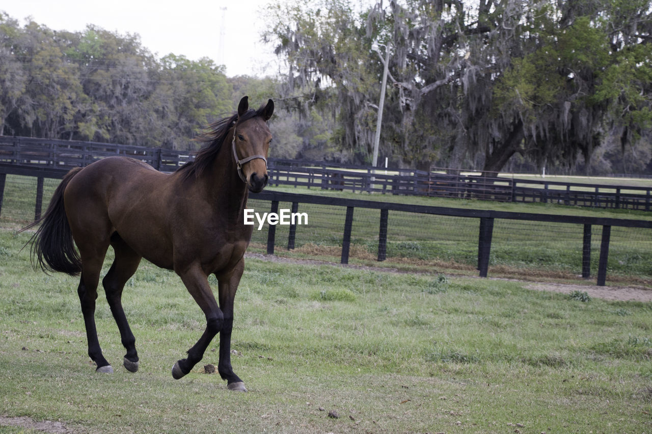 HORSE STANDING IN FIELD