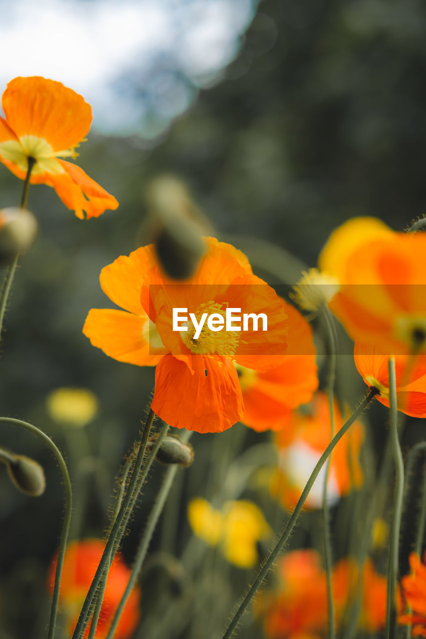 Close-up of orange flowering plant