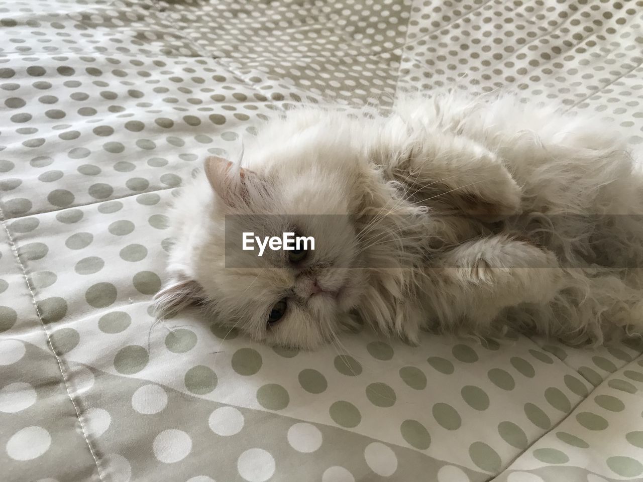 CLOSE-UP OF WHITE CAT LYING ON BED