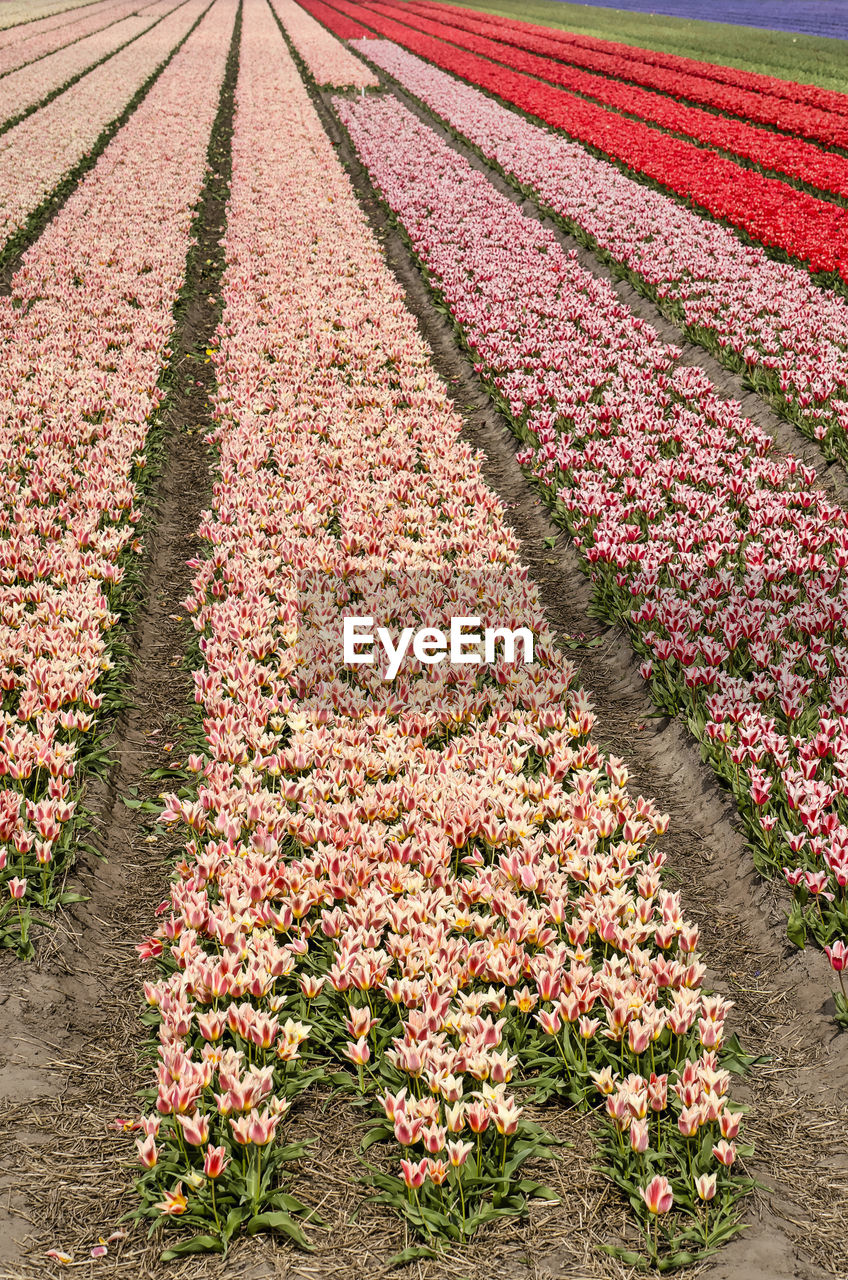 Field of tulips in various colors in the netherlands