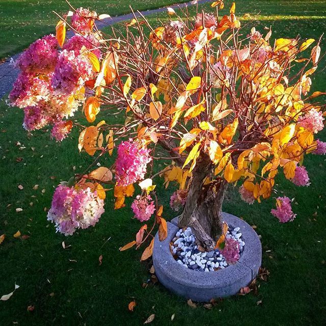 FLOWERS BLOOMING ON FIELD