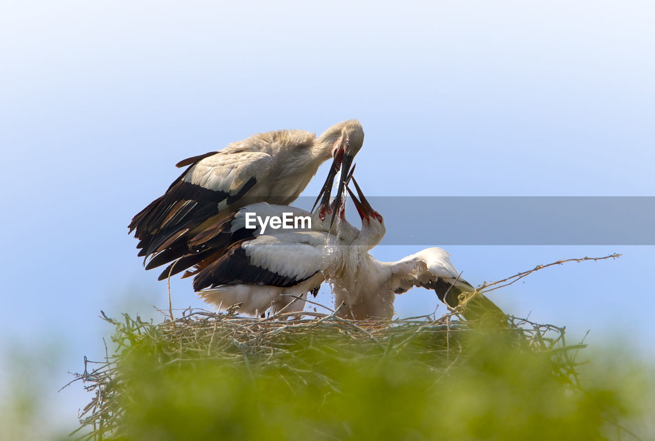 Australian pelicans in nest against clear sky