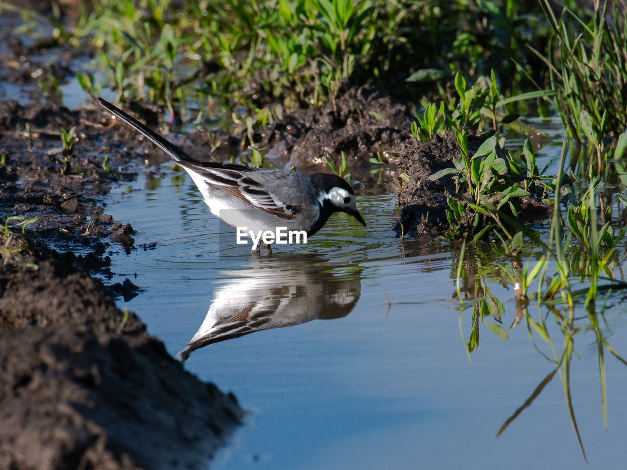 VIEW OF BIRD FLYING OVER LAKE