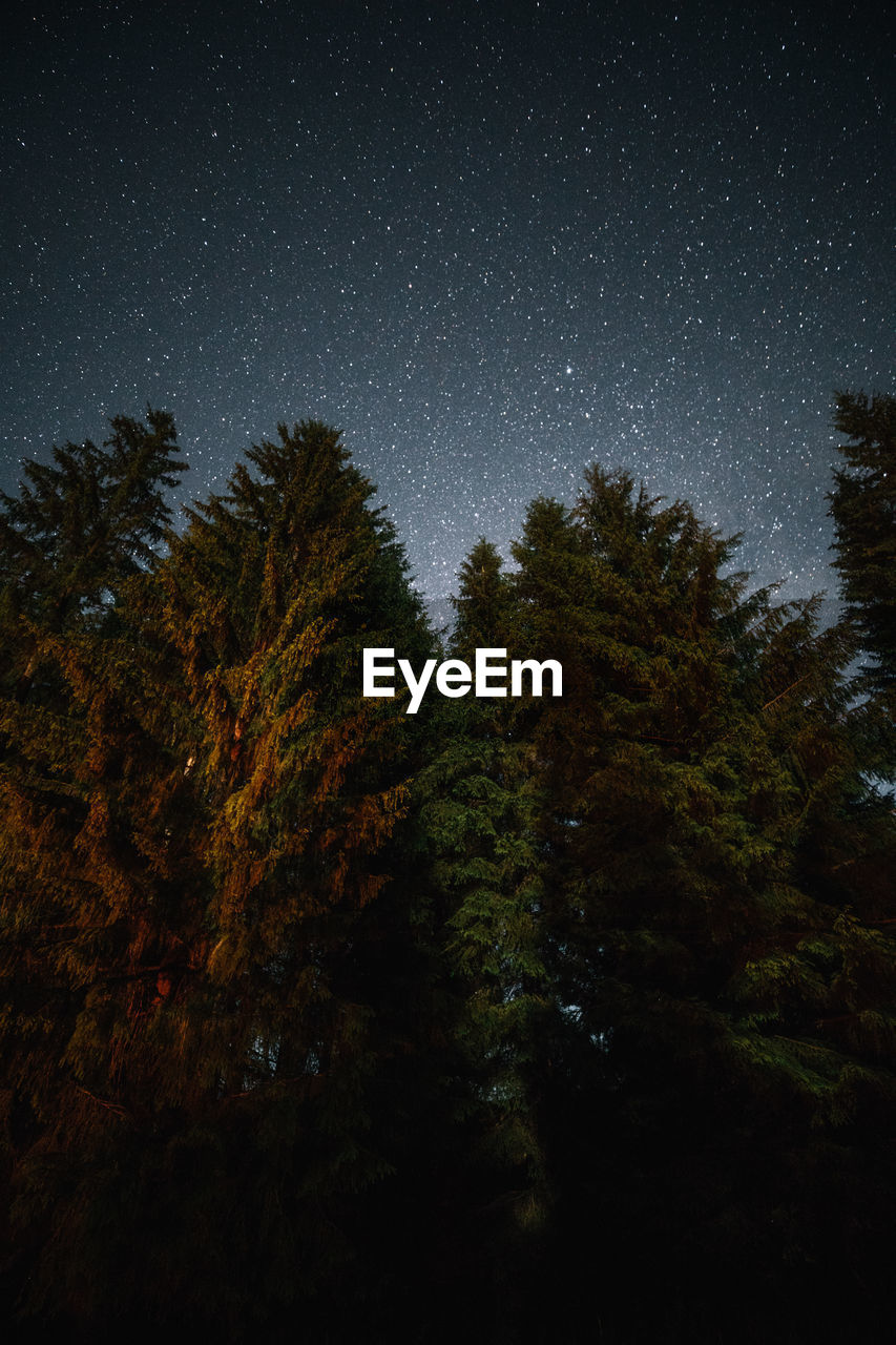 Low angle view of trees against sky at night