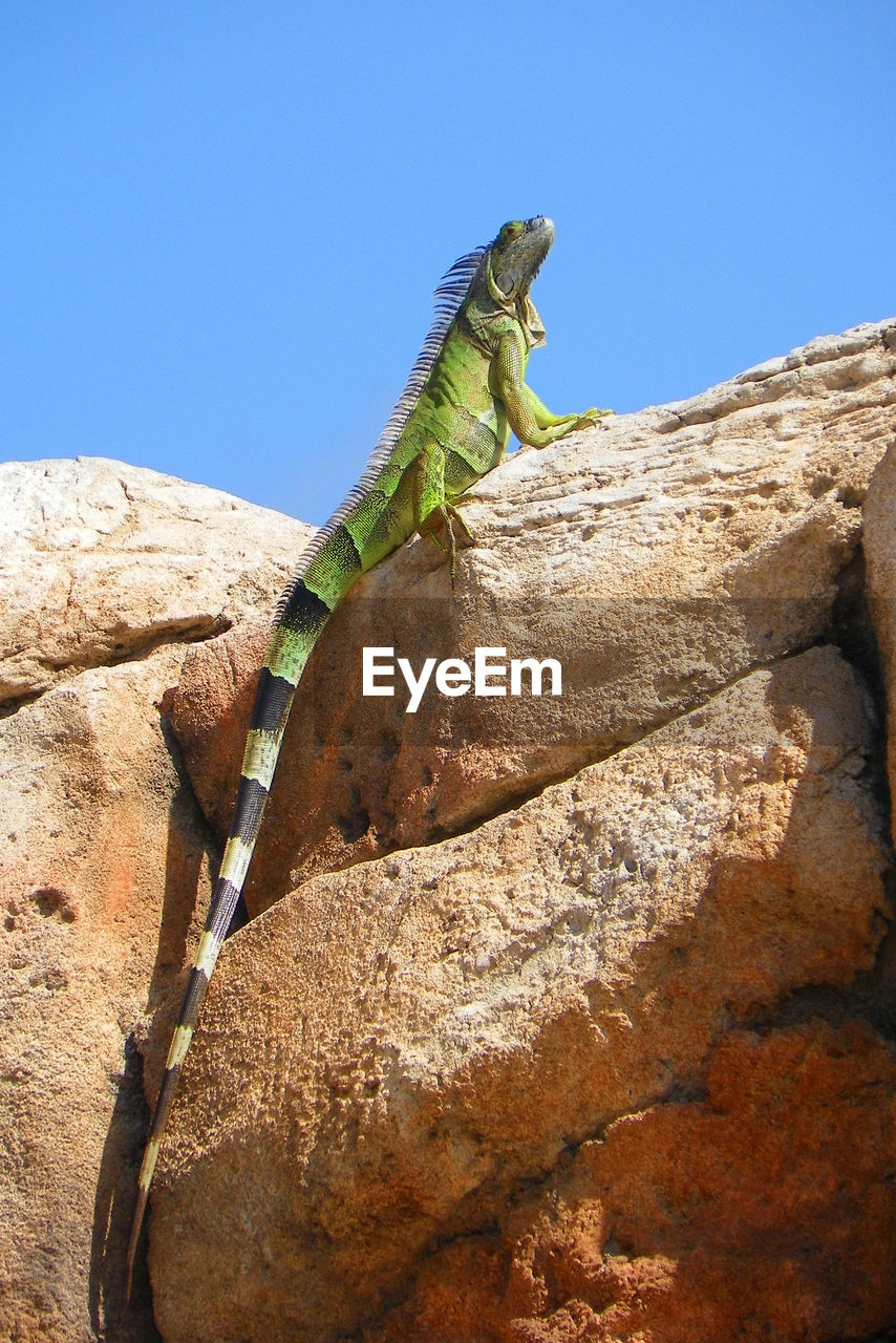 LOW ANGLE VIEW OF LIZARD ON ROCK AGAINST CLEAR BLUE SKY